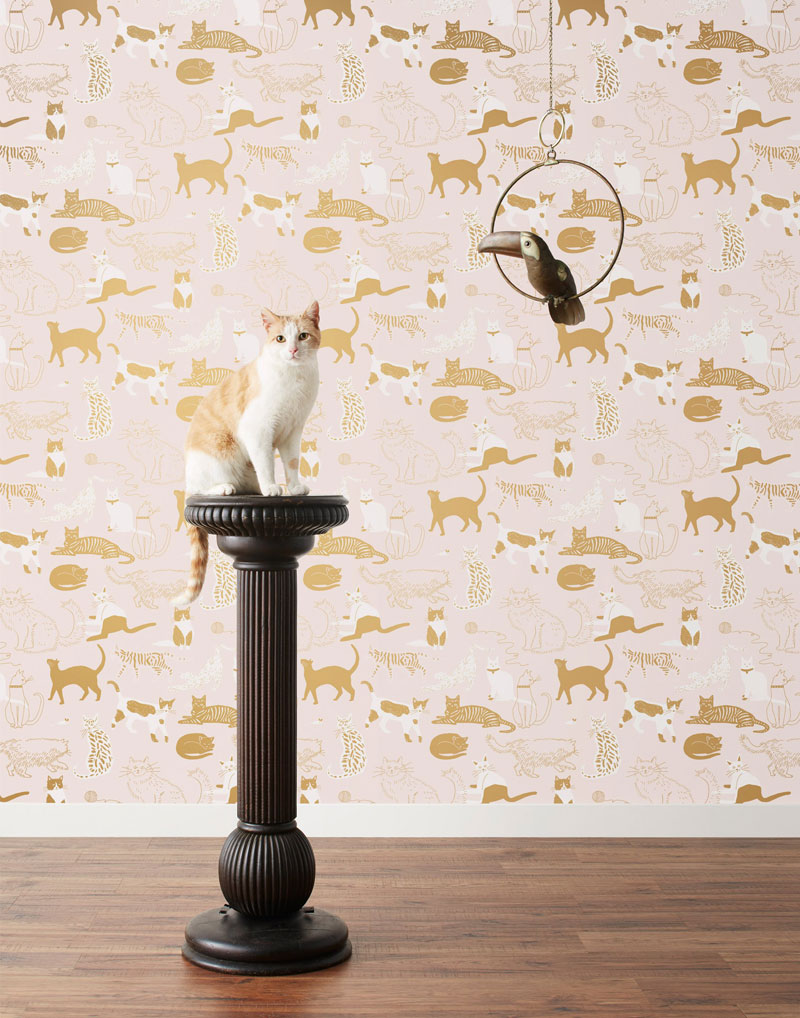 cat wallpaper